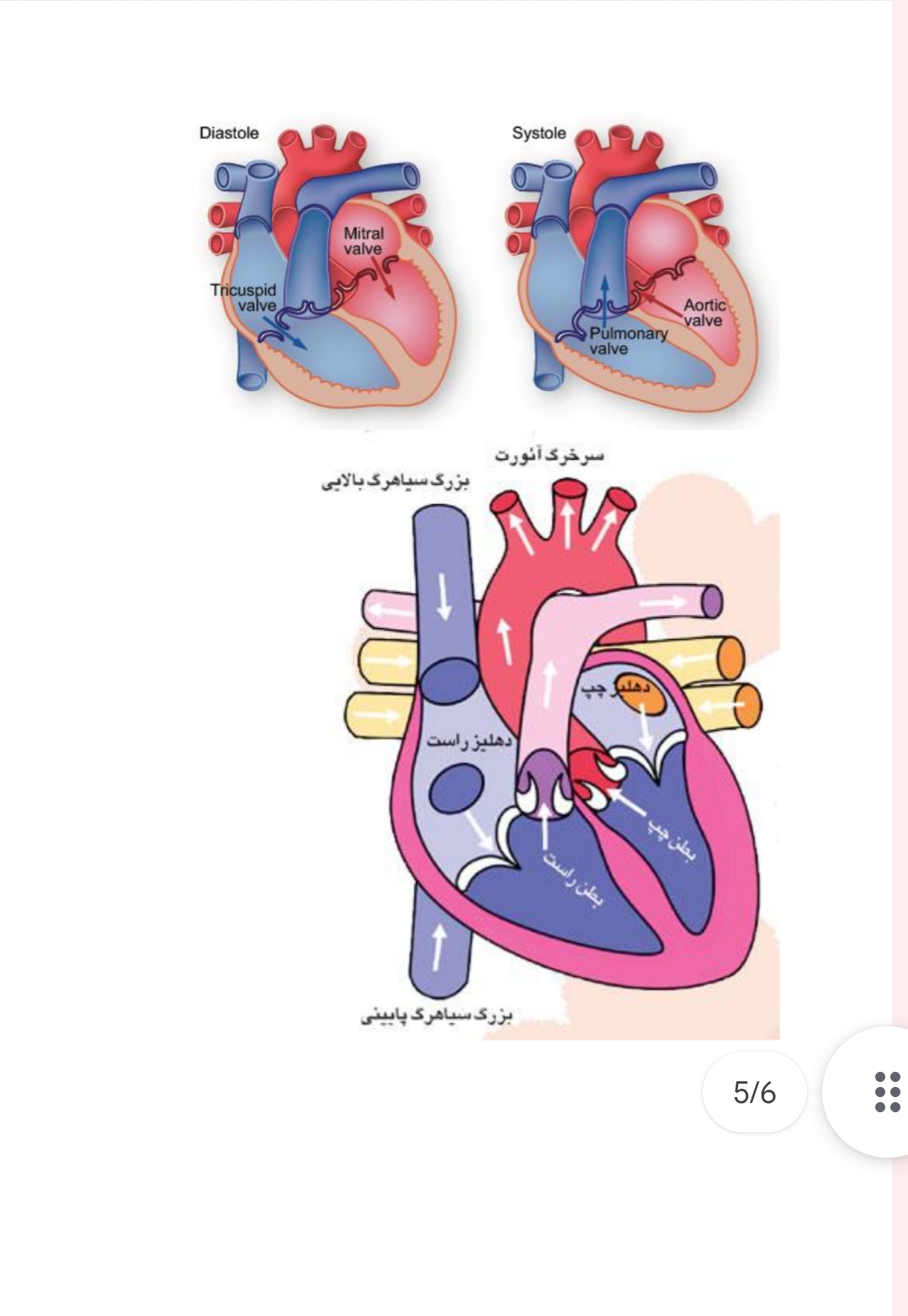 اناتومي قلب
