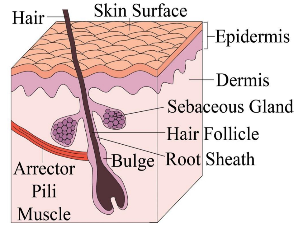 پوستکی_اناټومی
