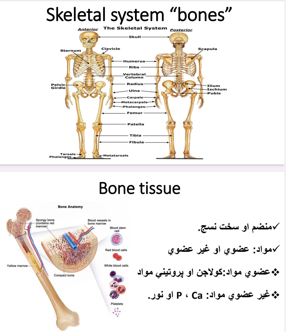 منظم او سخت نسج