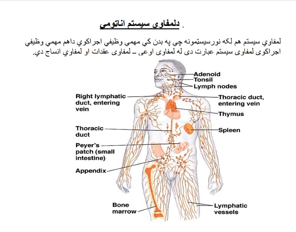 لمفاوی سیستم