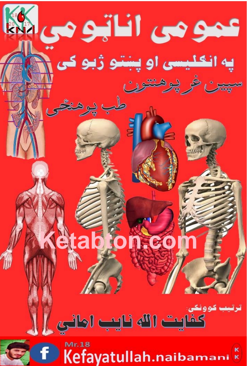عمومي اناټومي