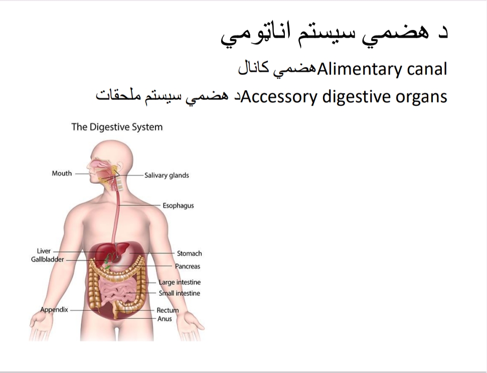 د هضمی سیسټم اناټومي