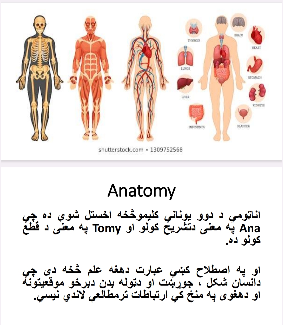 اناټومي
